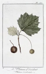 Western Plane Tree (Platanus occidentalis) - in 