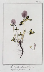 Le Trefle des Pres (Trifolium pratense) - in 