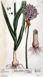 Leek - Botanical Board