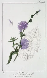 Endive (Cichorium Endivia) - in 