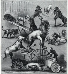 The dressed lions of the Nouveau Cirque in Paris: different tricks of an acrobatic number with lions, tamers and dogs. Engraving in 