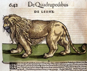 Lion after the Historia Animalium by Conrad Gesner, Tiguri 1560. Biblioteca nazionale Braidense. Milan