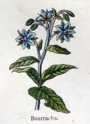 Medicinal and food botanical plants: cranberry. Engraving in 
