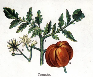 Medicinal and food botanical plants: tomato. Engraving in 
