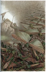 Migratory Locust - Engraving from 