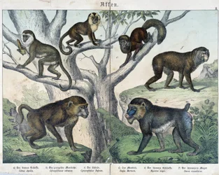 Monkeys: Monkeys... - in 