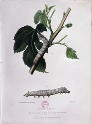 Mulberry and silkworm - Study of Pasteur