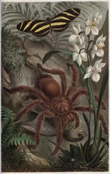 Mygalomorphae (Orthognatha) - engraving from 