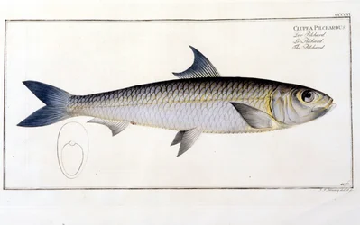 Natural History Plate: The Pilchard after Bloch