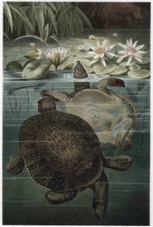 Nile Softshell Turtle from 