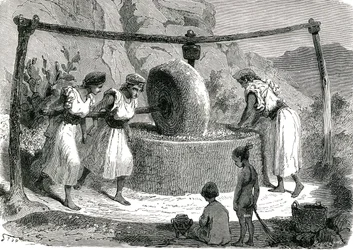 Olives Grinding Mill in Algeria 1885