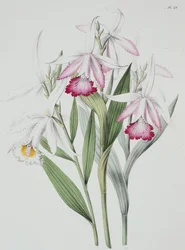 Orchid: Sobralia liliastrum from "Sertum Orchidaceum"