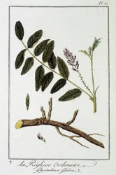 Ordinary licorice (Glycyrrhiza glabra) - in 