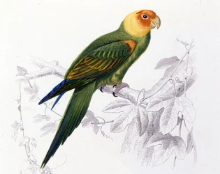 Ornithology: Carolina Parrot