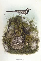 Ornithology: a grey wagtail (Motacilla alba) near the nest of its young. 19th century zoology board