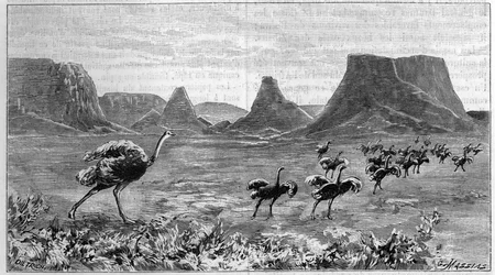 Ostrich free in southern Africa. Engraving from 1895 from a drawing by Lichtenstein from 1804