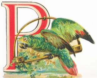 P: Parrot