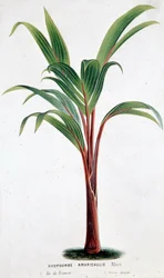 Palm Hyophorbe Amaricaulis (Mauritius) - Botanical board