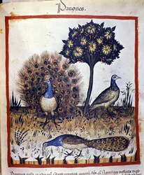 Peacocks represented in “Tacuinum sanitatis”