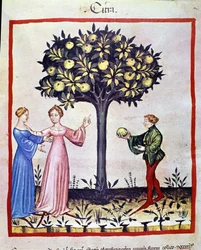 Picking Cedrat, Fruit of Cedratier. Illumination from the Tacuinum Sanitatis