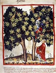 Picking figs. Illumination from 