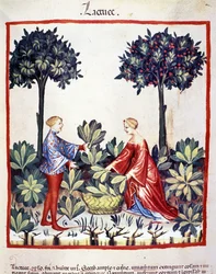 Picking lettuce. Illumination from the milking of medicine and dietetics 