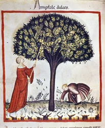 Picking sweet almonds. Illumination from the milking of medicine and dietetics 