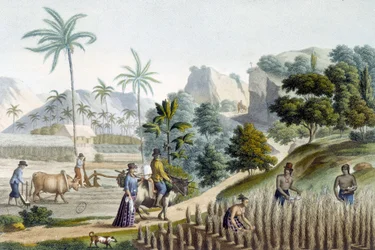 Pilling and planting rice on Guam Island (Micronesia)