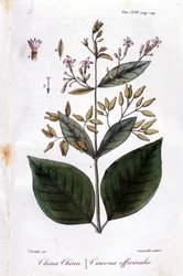 Plate of Quinquina (Cinchona Officinalis)