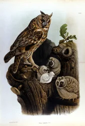Plate representing a family of owls near the nest