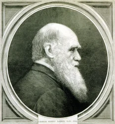 Portrait of Charles Darwin (1809 - 1882)