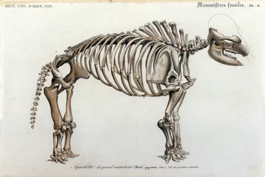 Prehistory: Mastodon skeleton, fossil mammals (Mas gigantium). Plate of paleontology from 