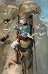 Recollection of salangan swallows nests in Malaysia. Chromolithography of the late 19th century