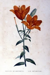 Red Bulbiferous Lily. 19th century engraving