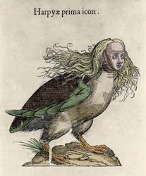Representation of a harpy. Engraving by Ulisse Aldrovandi, 