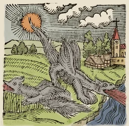Representation of basilisks in flight burning wheat fields. Engraving from 