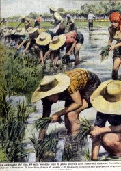 Rice replanting in the vicinity of Milan in 1954