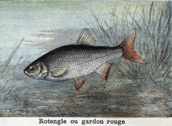 Rotengle or red roach Engraving from 1898