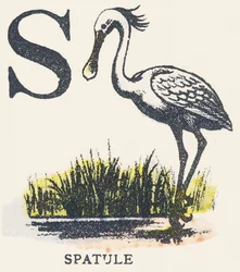 S: Spatula