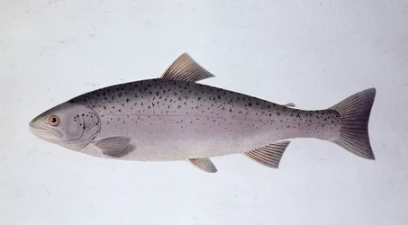 Salmon trout - Natural history board