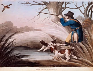 Scene of Duck Hunting in England