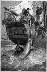 Shark fishing. 19th century engraving. Private collection.