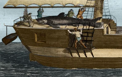 Shark fishing. Engraving from 1859 in 