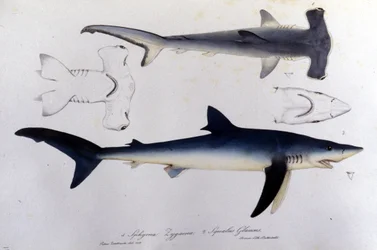 Sharks: hammerhead shark and blue shark
