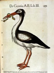 Stork after the Historia Animalium by Conrad Gesner, Tiguri 1560. Biblioteca nazionale Braidense. Milan
