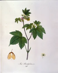 Sycamore Maple Branch. Botanical board from a herbarium from the beginning of the 19th century