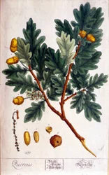The Oak (Quercus) - Botanical Board