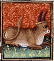 The Taurus. Miniature of a horoscope. 15th century manuscript. Bibl. Trivulziana, Milan.
