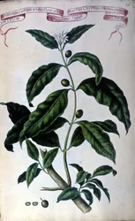 The coffee tree. 19th century herbarium