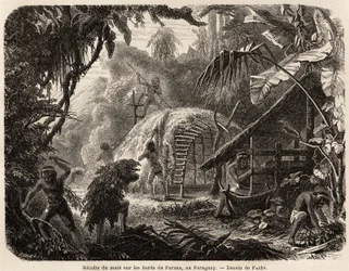 The collection of matte on the banks of the Parana, the infusion of this aromatic leaf is the usual South American drink, drawing by Fuchs, to illustrate the journey to Paraguay, from 1844 to 1847, by Dr. Alfred Demersay. Engraving in Le tour du monde
